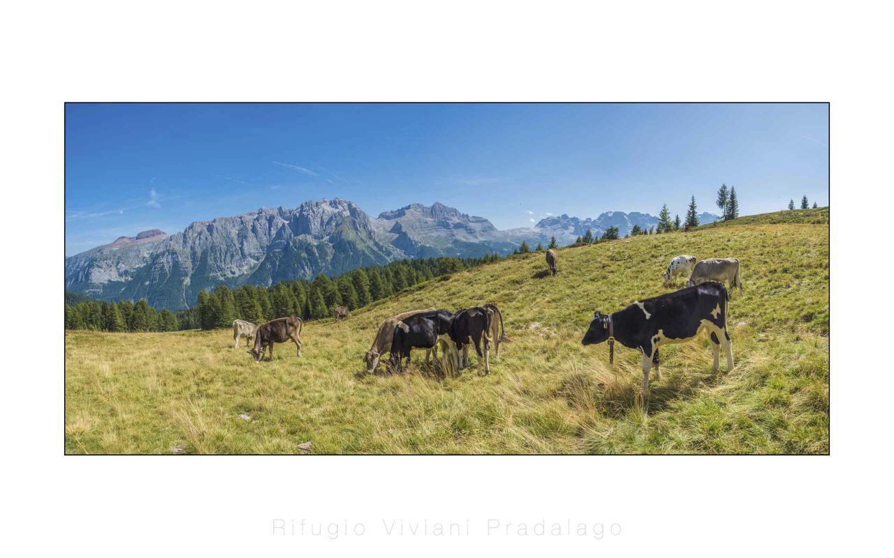 Rifugio Viviani Pradalago 호텔 마돈나 디 캄필리오 외부 사진